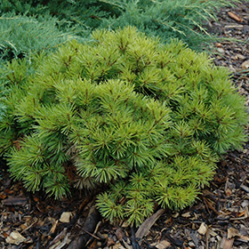 Dwarf Conifer Photo