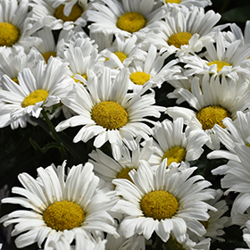 Sun-Loving Perennial Photo