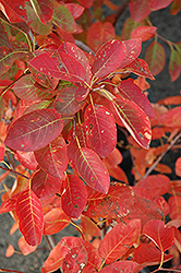 Autumn Brilliance Serviceberry (Amelanchier x grandiflora 'Autumn